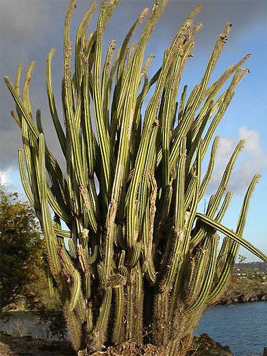 Cactus Cactus