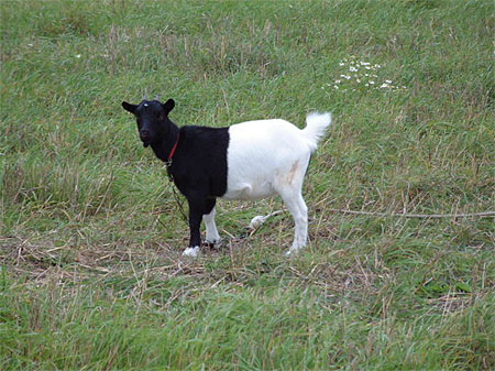 Biquette black and white Insolite Animaux Bourgueil Indre-et