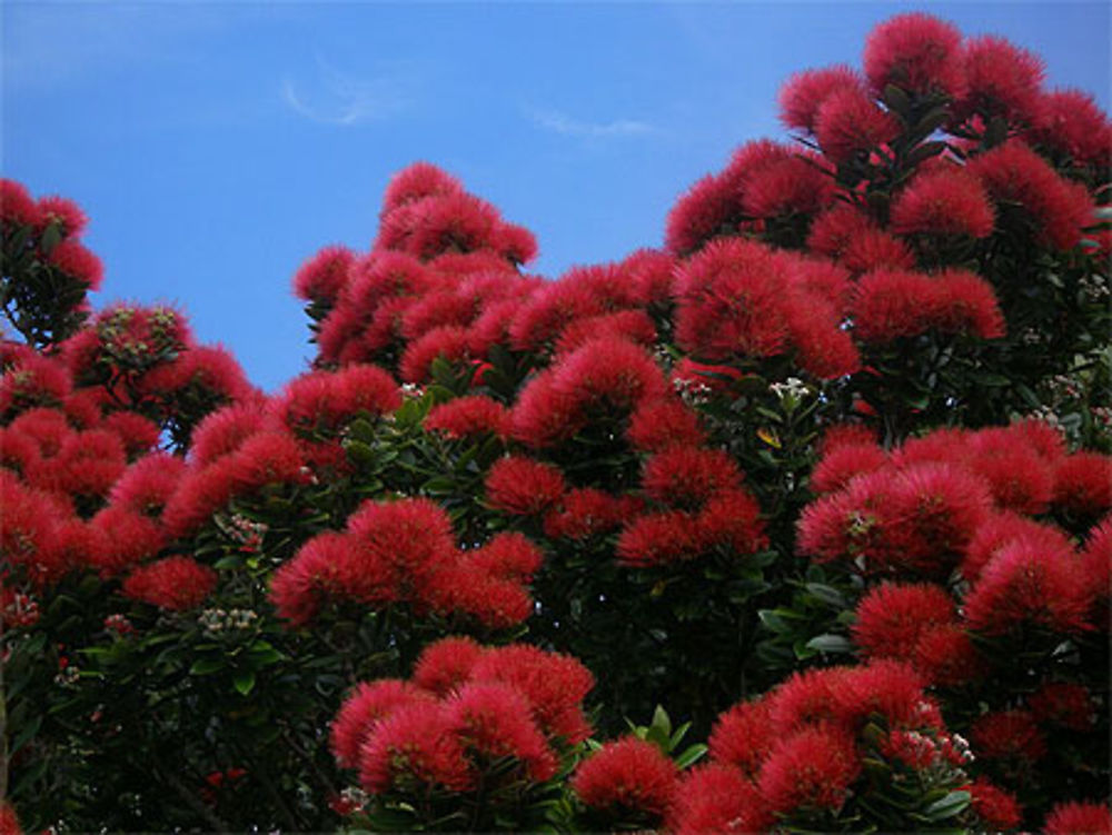 Pohutukawa