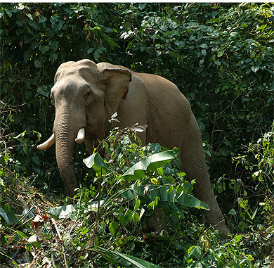 Dans la jungle thaïlandaise Mae Sariang Dans la jungle thaïlandaise Mae Sariang
