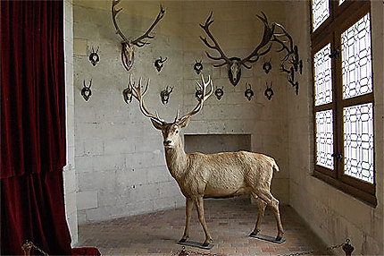 Cerf au chateau de Chambord