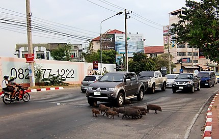 Les cochons de Pattaya
