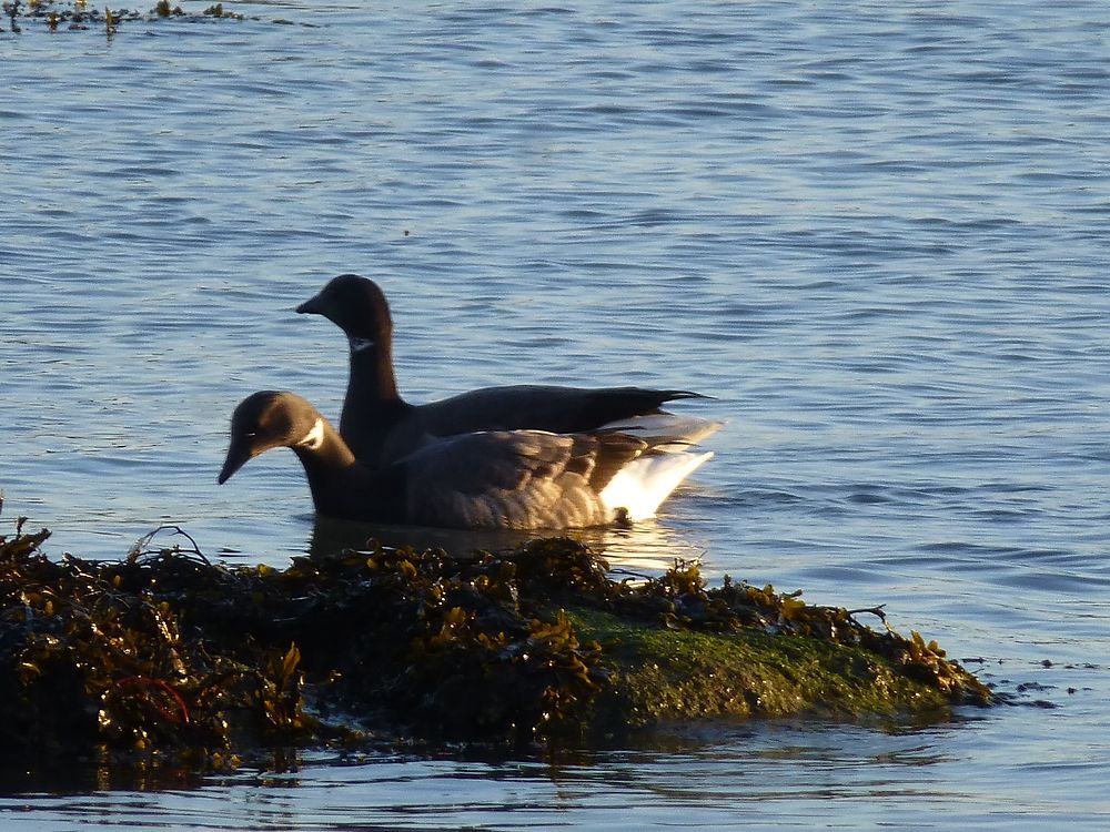Canards à Larmor Plage