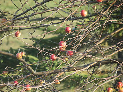 Pommes d'automne à St-Octave
