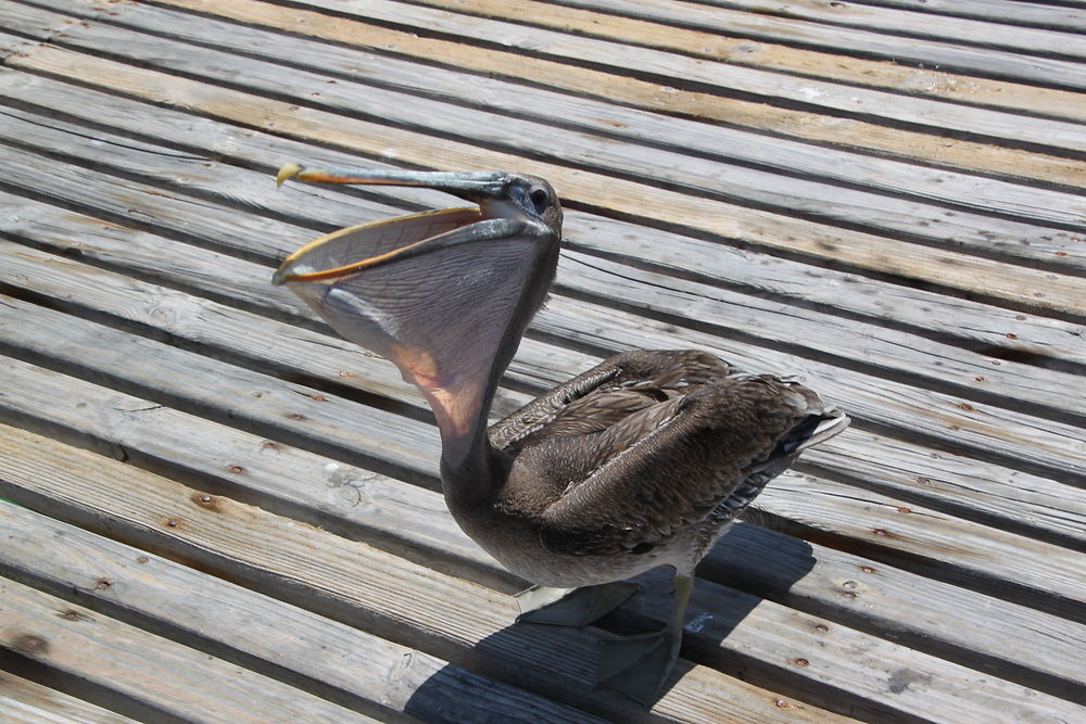 Pélican sur un ponton à Cayo Coco