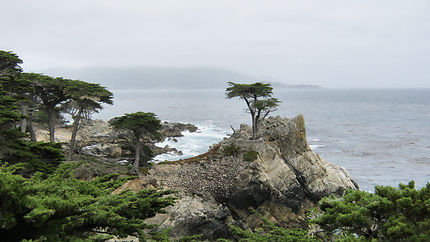 Cyprès solitaire  -  Lone cypress