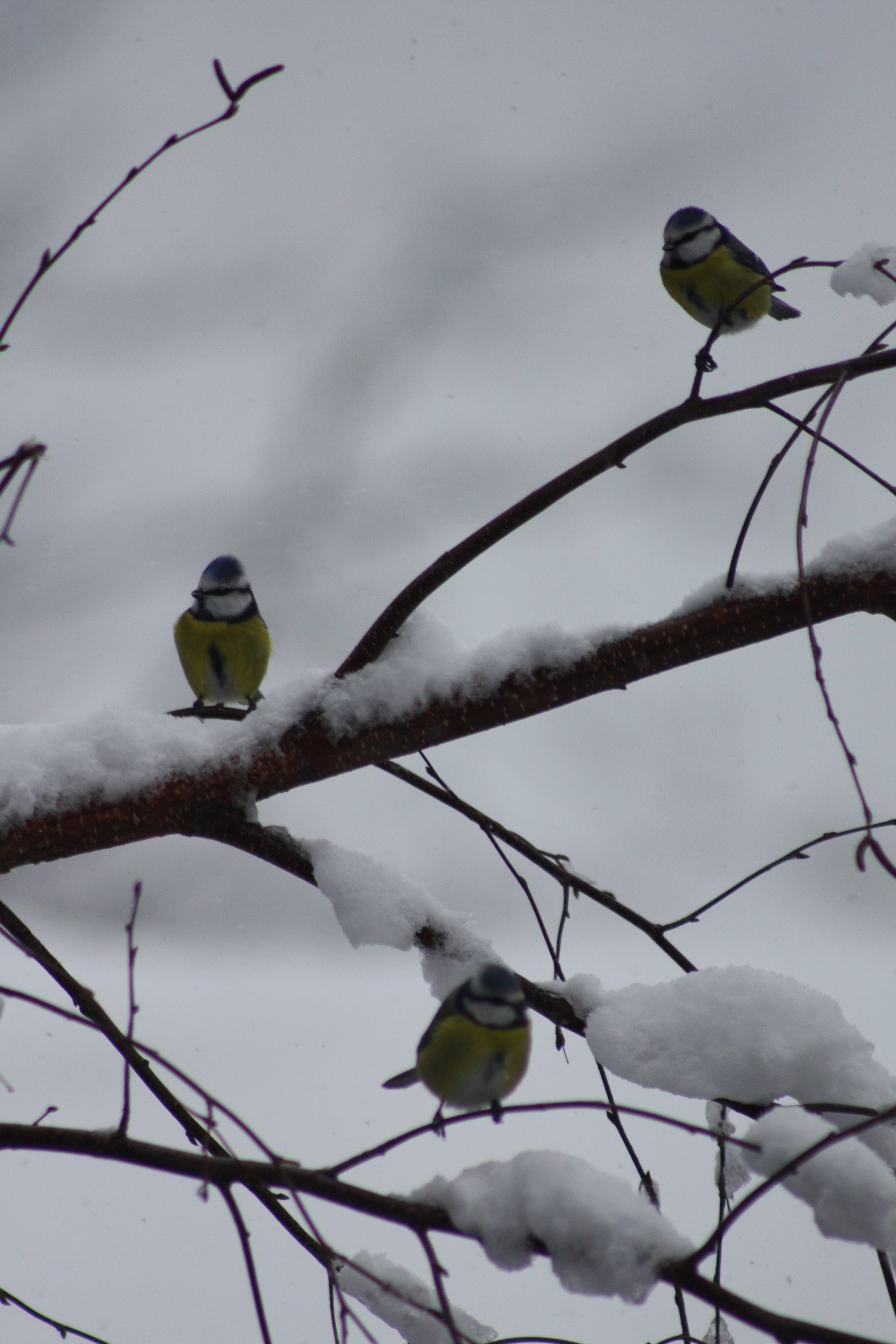 Mésanges dans la neige Mésanges dans la neige