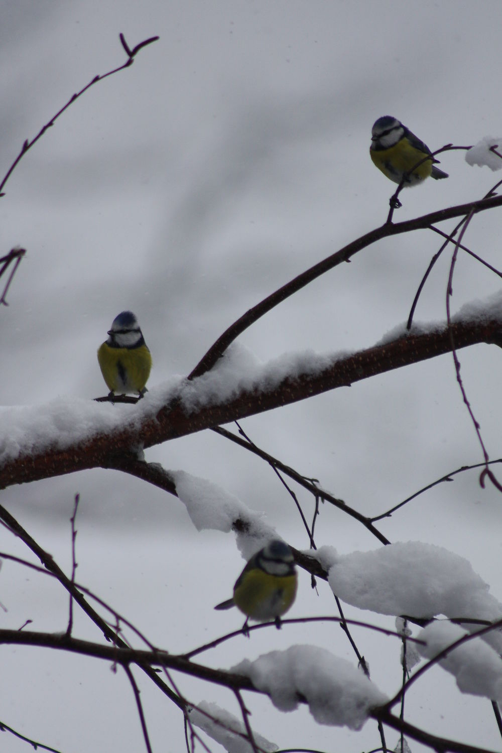 Mésanges dans la neige