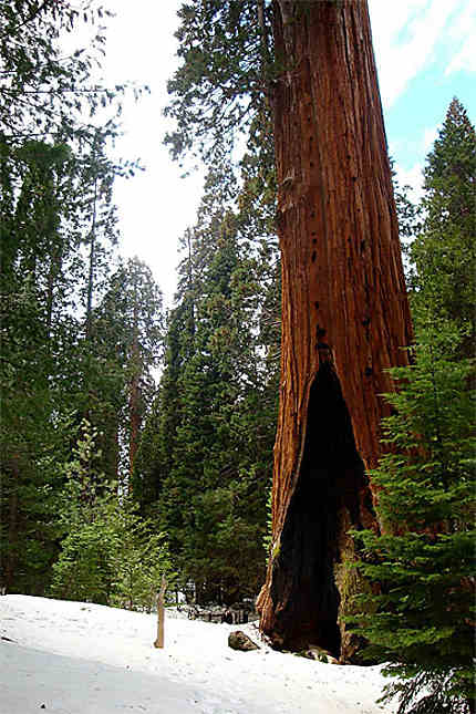 General Sherman sous la neige