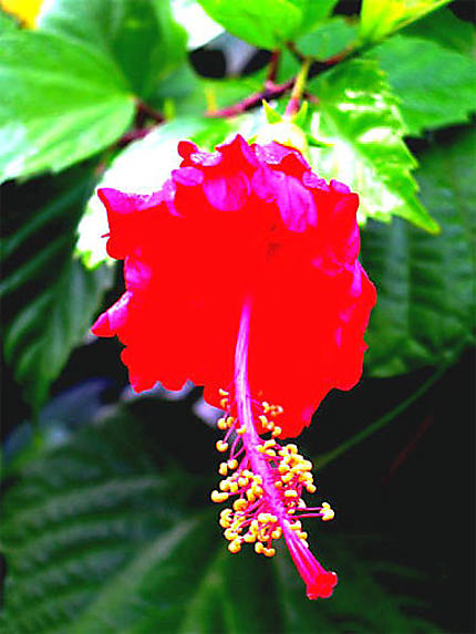 Fleur à Arenal