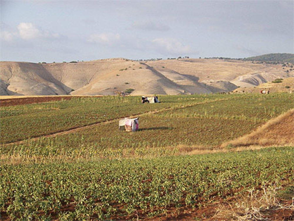 Campagne jordanienne