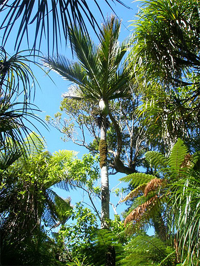 Palmier Nikau Palmier Nikau