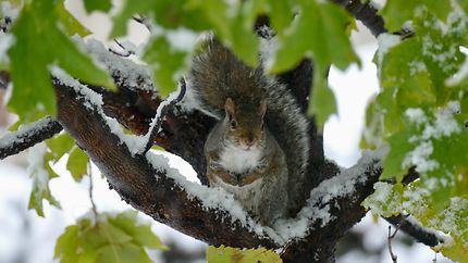 Écureuil sous la neige dans Lincoln Park