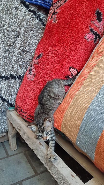 Le chat du tapis à Essaouira