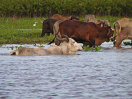 Vaches dans les marais de Kaw