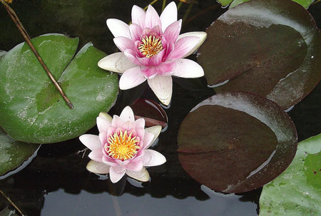 Gala de nénuphars : Fleurs : Púbol : Costa Brava et Gérone ...