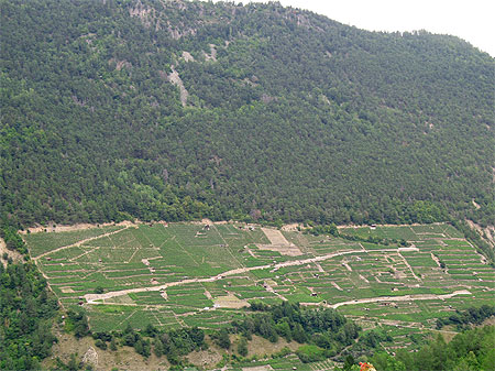 Champs cultivés