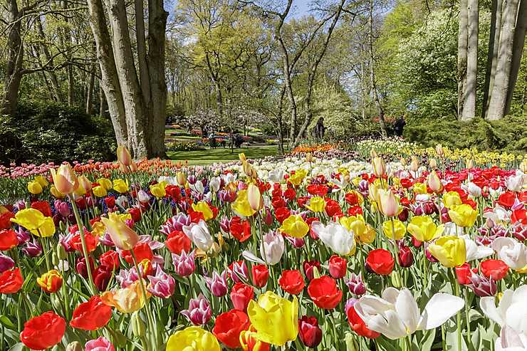 Le Keukenhof à Lisse : Une Mer De Tulipes