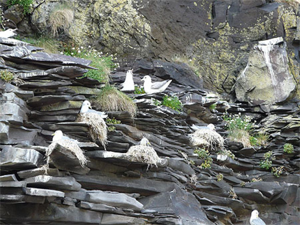 Les mouettes dans les rochers à Hellnar