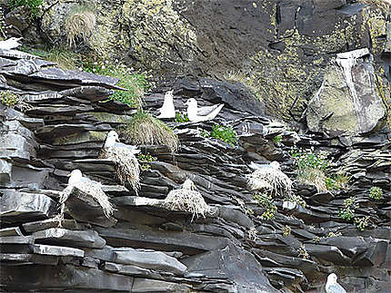 Les mouettes dans les rochers à Hellnar