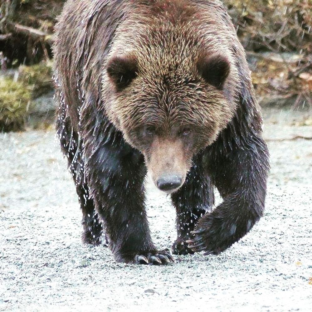 Ours brun à Katmai national park