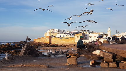 Les mouettes d'Essaouira