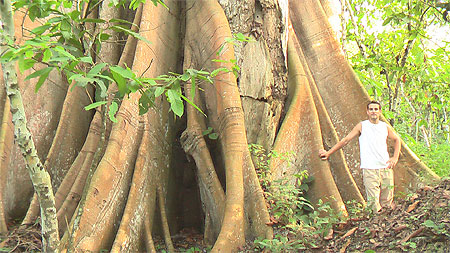 Arbre gigantesque Arbre gigantesque