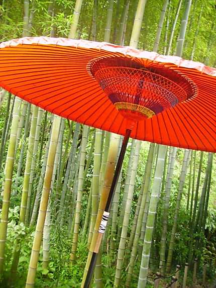 Bambous et parasol