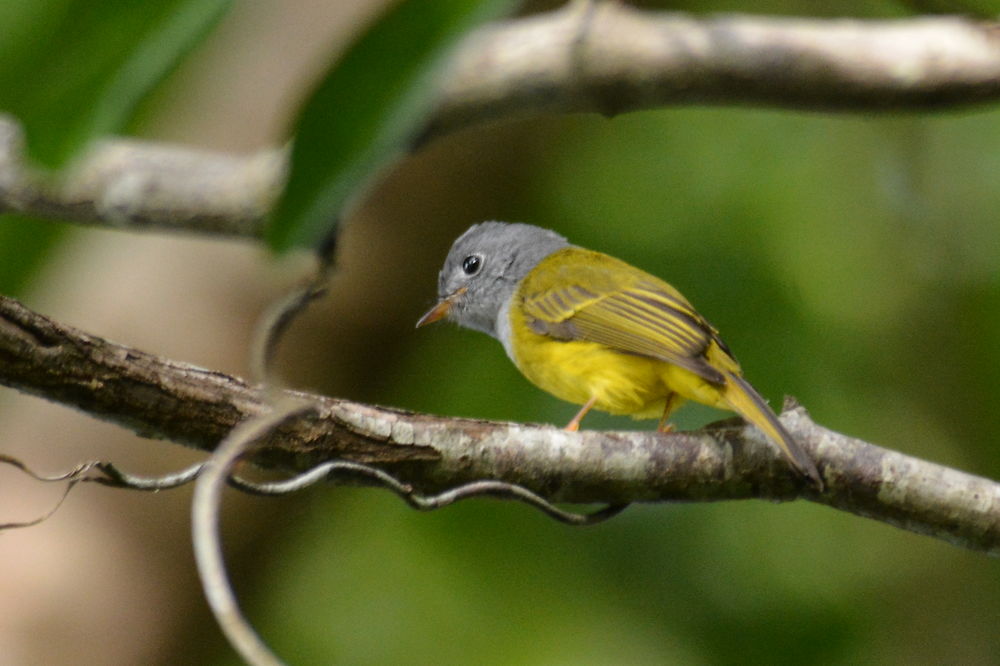 Oiseau dans la jungle