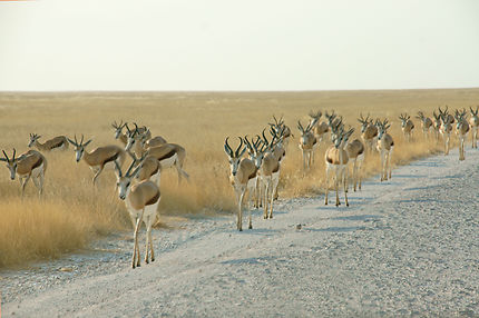 Migration de Springbok, Mariental en Namibie