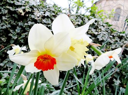 Narcisse, annonciateur du printemps