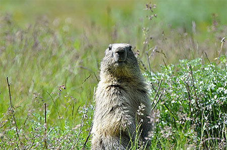 Marmotte curieuse