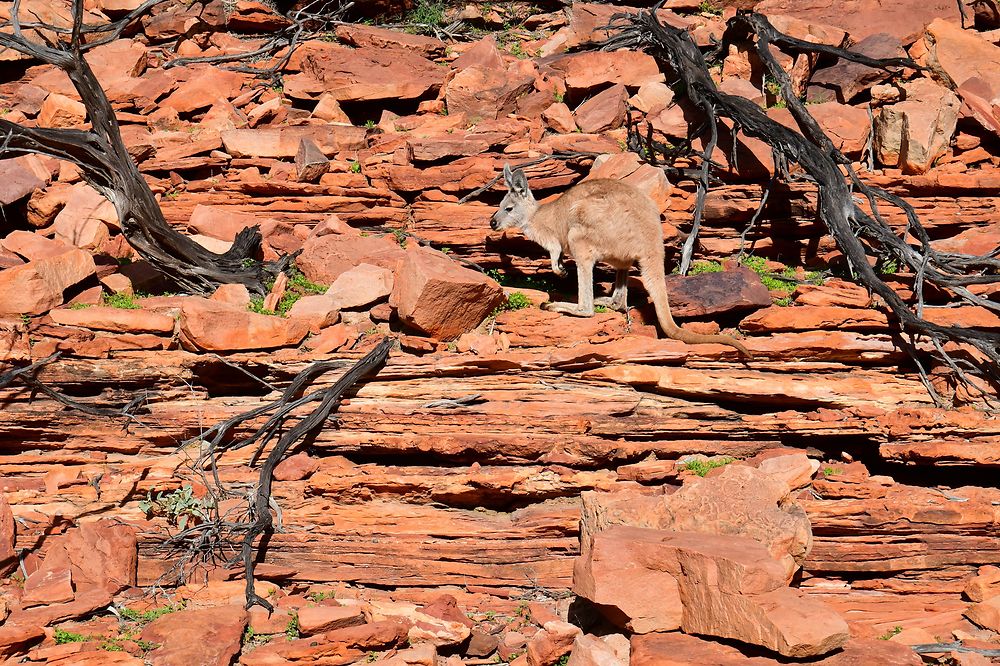 Dans les gorges de la rivière Murchison 