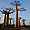Baobabs de Grandidier