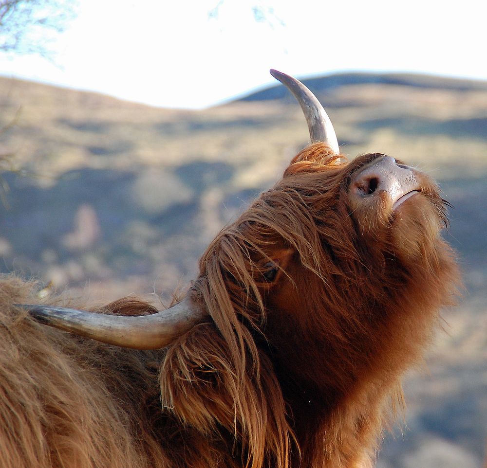 Vache écossaise