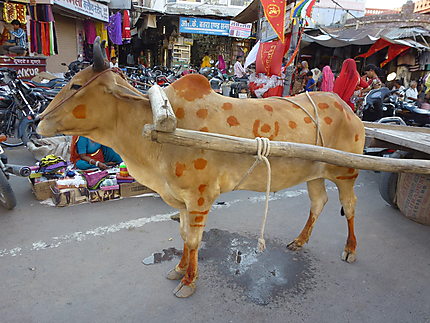 Vache taguée