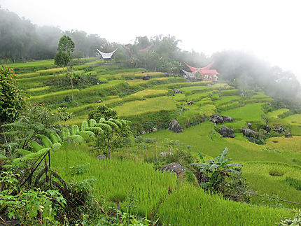 Paysage Toraja