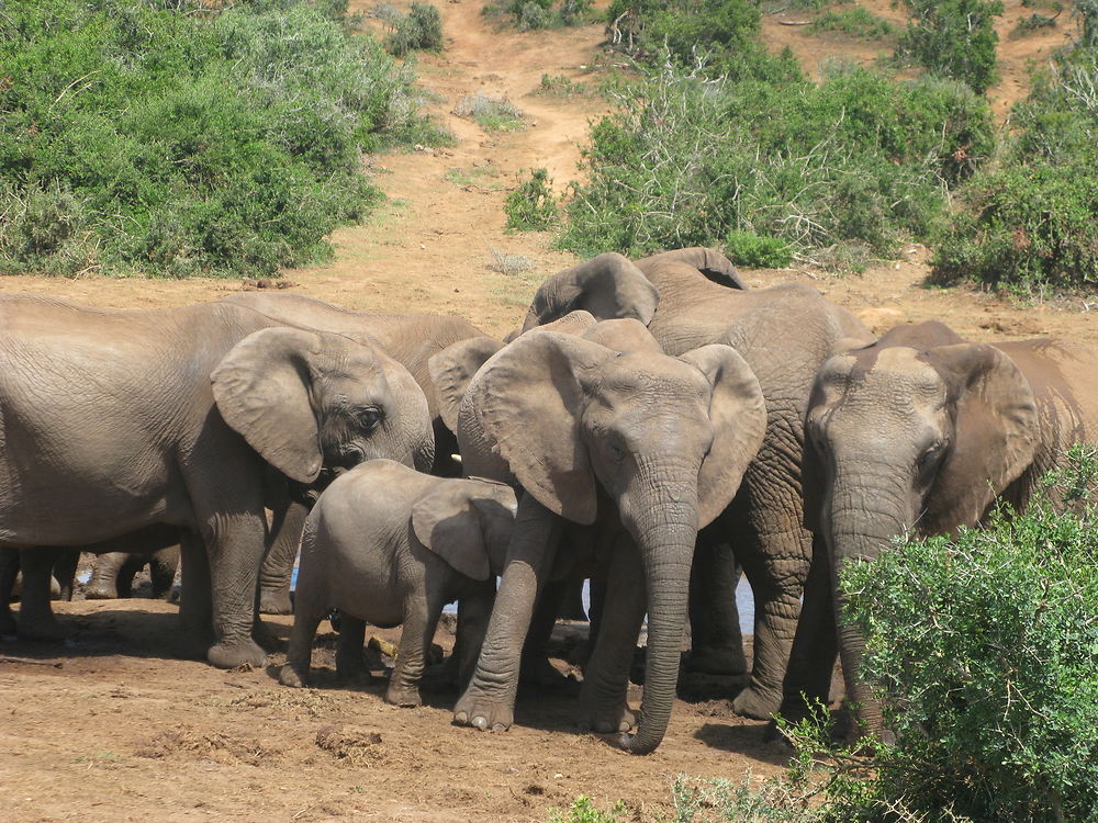 Port Elysabeth ' Addo Main Camp & Camp Matyholweni