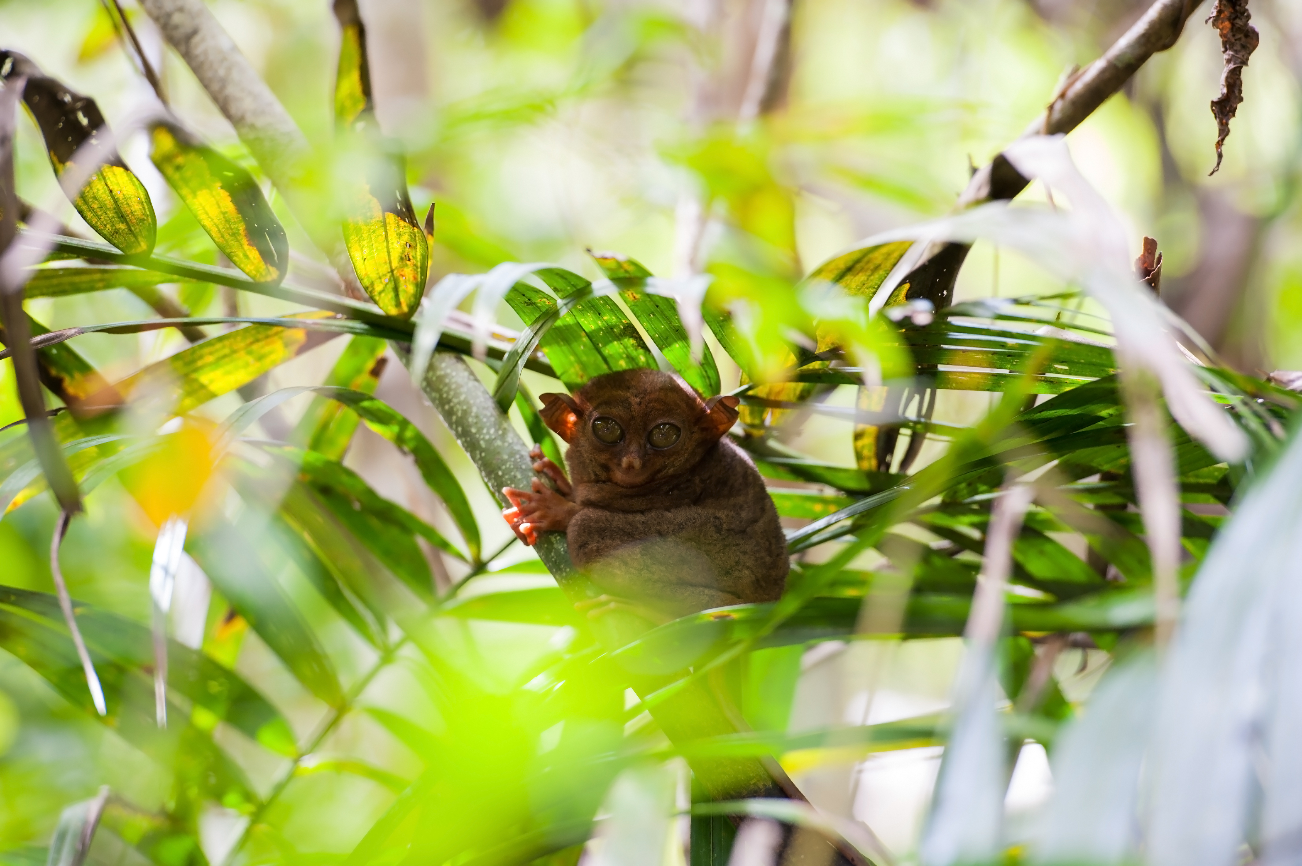 Petit Singe Tarsier Petit Singe Tarsier