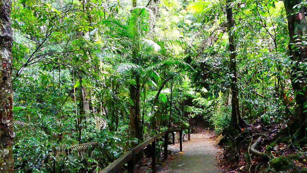 Natural Bridge Springbrook National Park Forest