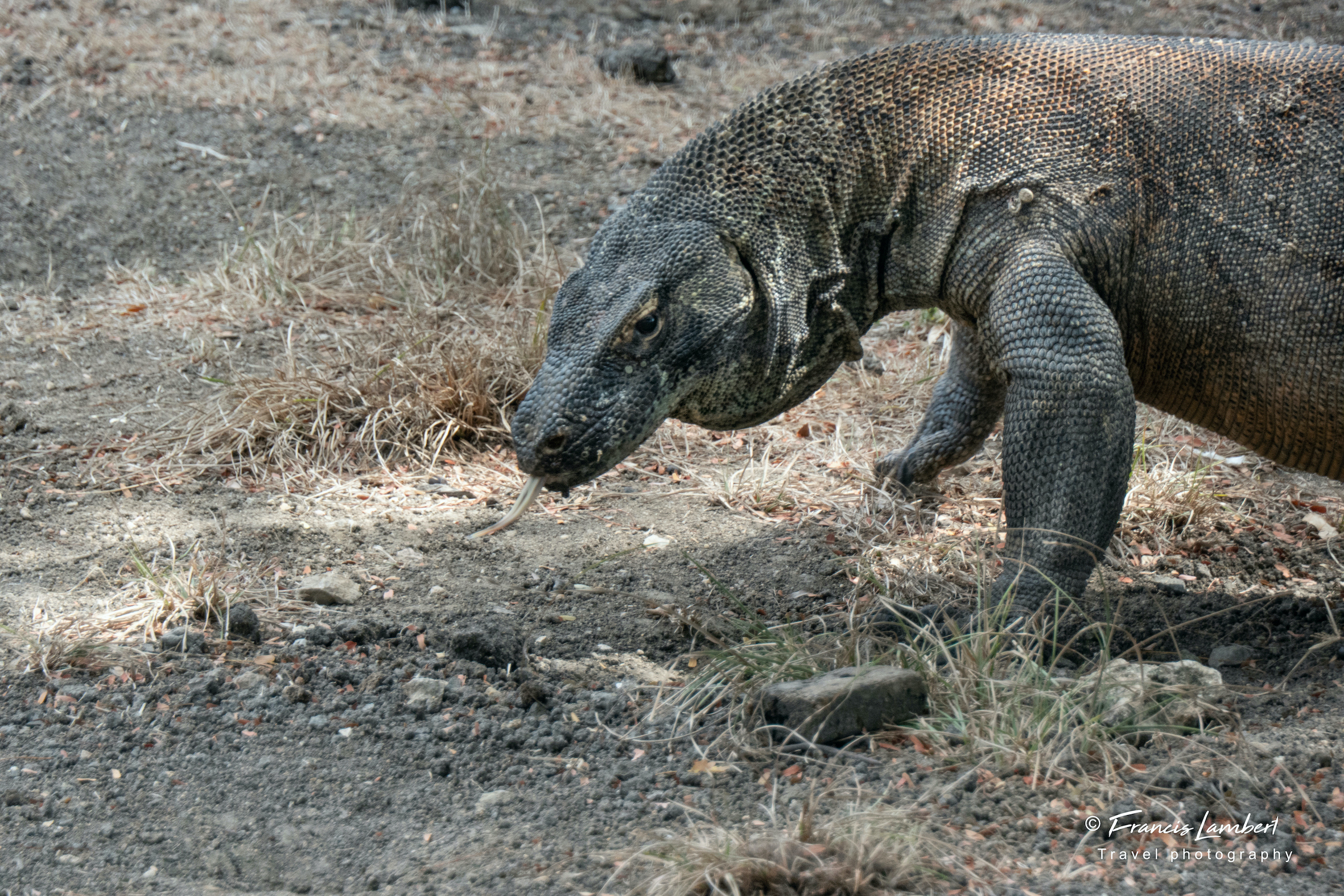 Dragon de Komodo Dragon de Komodo