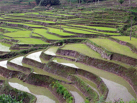 Superbes rizières Superbes rizières