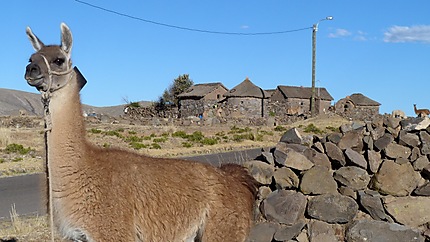Lama sur la route entre Sullistani et Puno