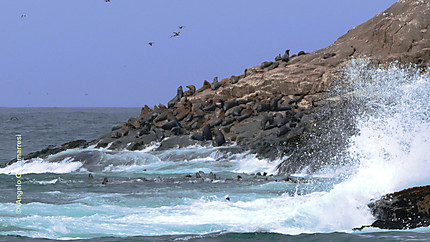 Lions de mer aux îles Palominos