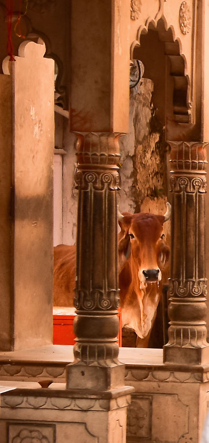Une vache dans l'entrée de la maison 