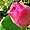 Lotus rose de Naklua