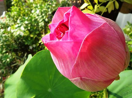 Lotus rose de Naklua
