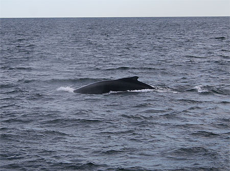 Baleine boréale Baleine boréale