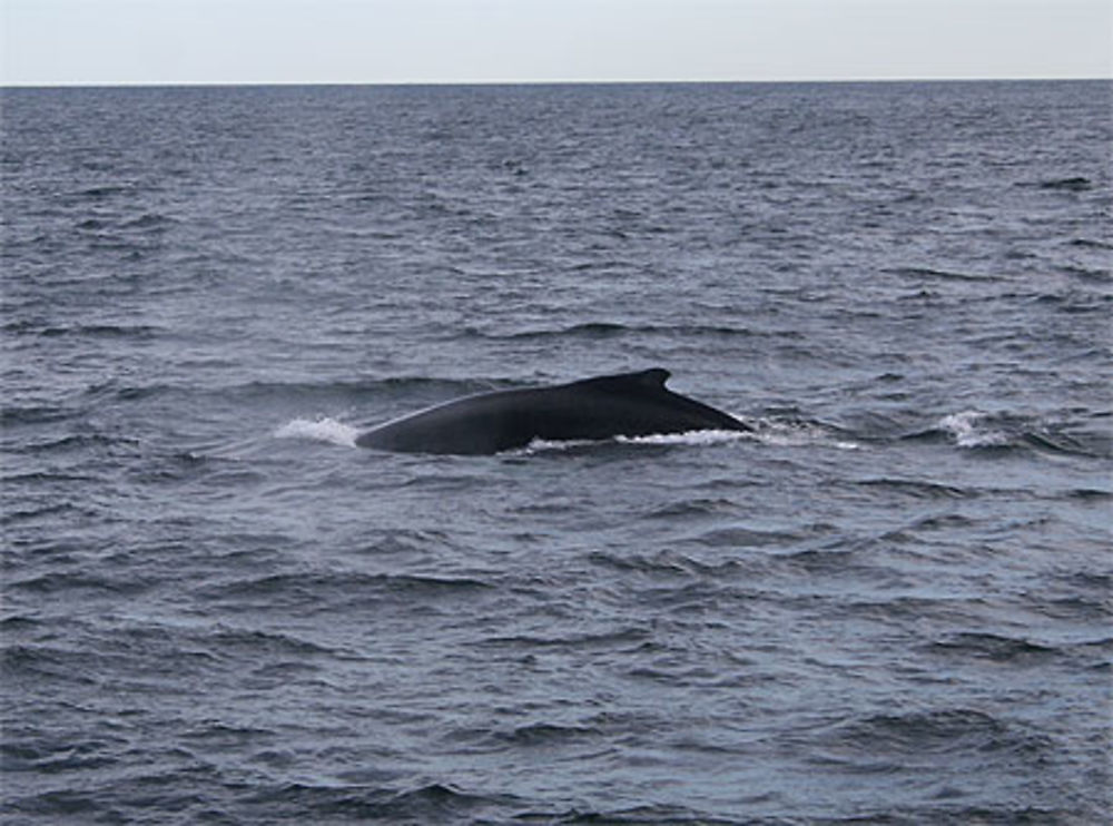 Baleine boréale