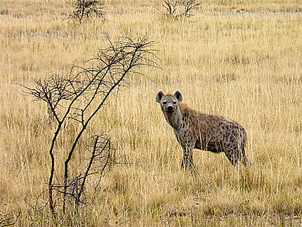 Une hyène solitaire